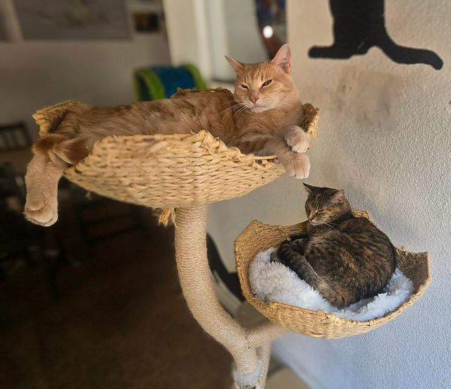 Jimmy Joins The Cat Cafe Clowder